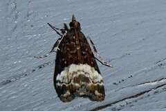 Scoparia minusculalis