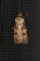 Agrotis interjectionis