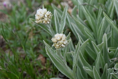 Antennaria anaphaloides