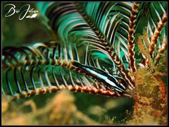 Allogalathea elegans