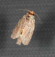 Archigargetta amydra