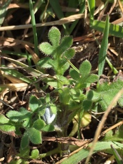 Nemophila menziesii