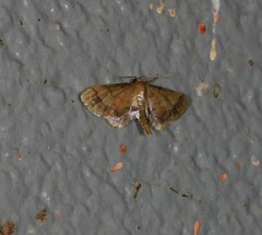 Idaea trypheropa