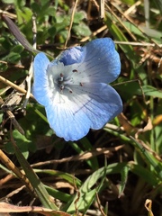 Nemophila menziesii