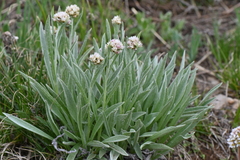 Antennaria anaphaloides