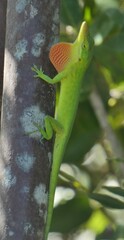 Anolis smaragdinus