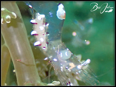 Ancylomenes speciosus