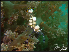 Ancylocaris brevicarpalis