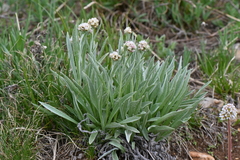 Antennaria anaphaloides