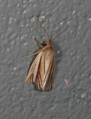 Heliocheilus cramboides