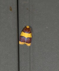Heterallactis phlogozona