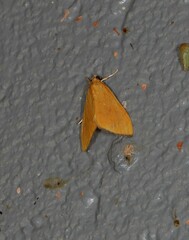 Hyalobathra brevialis