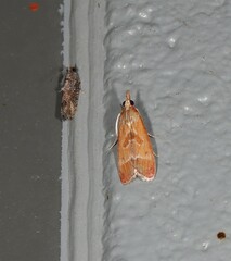 Syntonarcha vulnerata