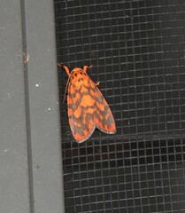 Miltochrista quadrilineata