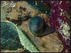 Gymnothorax monochrous