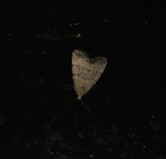 Narangodes