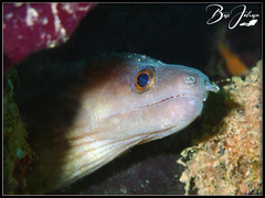 Gymnothorax monochrous