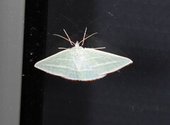 Oenochroma infantilis