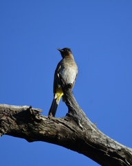 Pycnonotus barbatus layardi