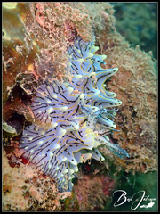 Halgerda willeyi
