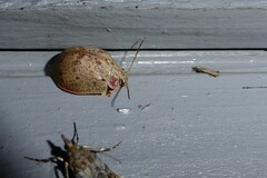 Paropsis charybdis
