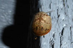 Paropsis charybdis