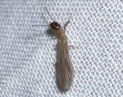 Embioptera