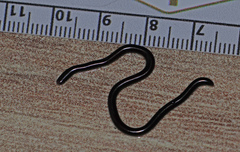 Typhlopidae