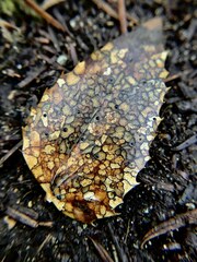 Coccomyces dentatus