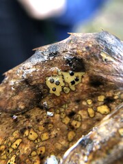 Coccomyces dentatus