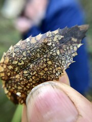 Coccomyces dentatus