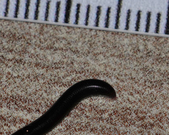 Typhlopidae