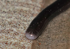 Typhlopidae