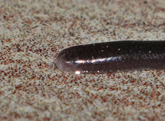 Typhlopidae