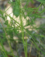 Setaria distans