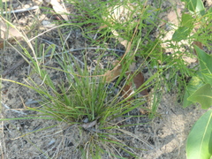 Setaria distans