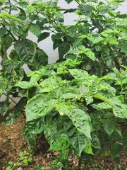 Capsicum chinense