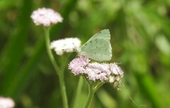 Hesperocharis