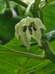 Capsicum chinense