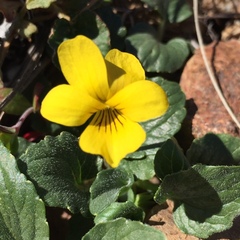 Viola purpurea quercetorum