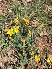 Viola purpurea quercetorum