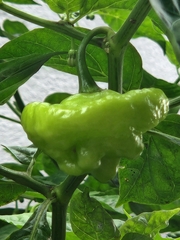 Capsicum chinense