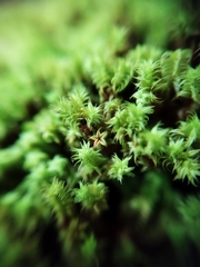 Zygodon pentastichus