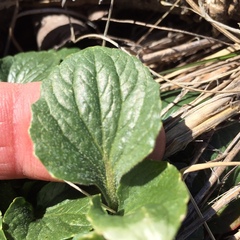 Viola purpurea quercetorum