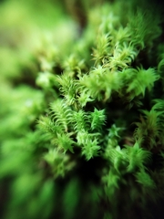 Zygodon pentastichus