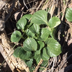 Viola purpurea quercetorum