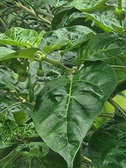 Capsicum chinense