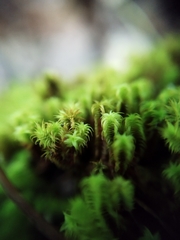 Zygodon pentastichus