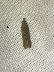 Dichomeris ligulella