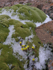 Saxifraga macrocalyx